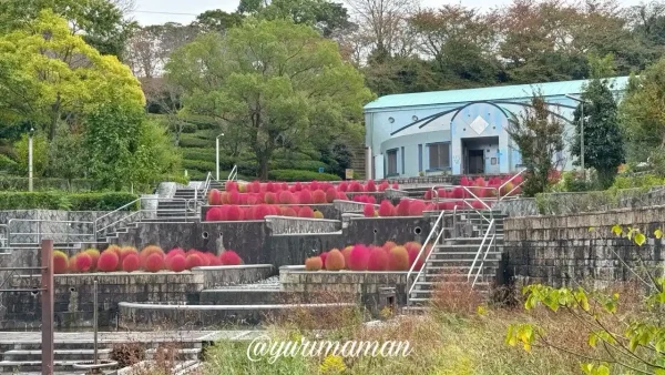 今治市民の森の花壇に広がる真っ赤なコキアが見頃を迎えた風景1