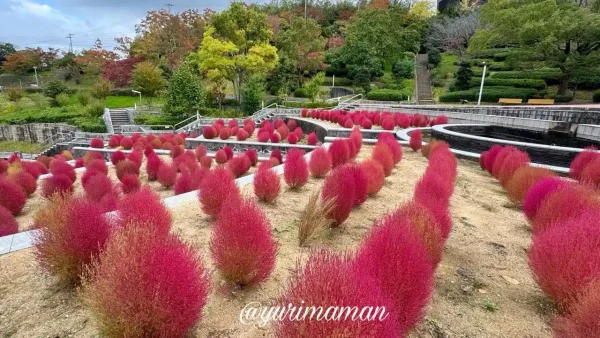 今治市民の森の花壇に広がる真っ赤なコキアが見頃を迎えた風景4