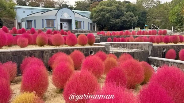 今治市民の森の花壇に広がる真っ赤なコキアが見頃を迎えた風景5