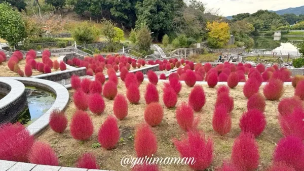 ふんわりと赤く色づいたコキアを近くで撮影した写真1