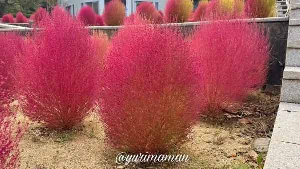 ふんわりと赤く色づいたコキアを近くで撮影した写真2