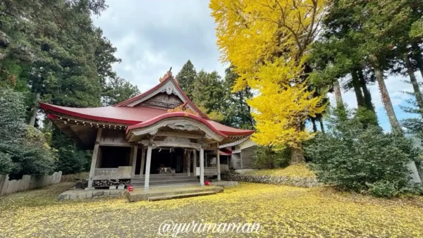 久万高原町・河内神社の銀杏の大木。鮮やかな黄色に染まり、見頃の黄葉が楽しめる。