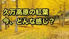 久万高原町の紅葉状況まとめ2025サムネイ画像