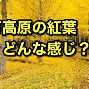 久万高原町の紅葉状況まとめ2025サムネイ画像