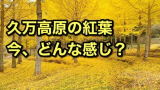 久万高原町の紅葉状況まとめ2025サムネイ画像
