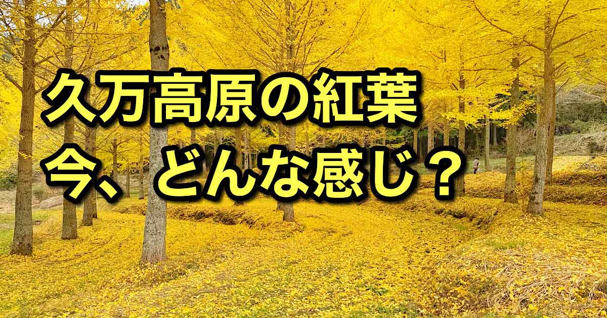 久万高原町の紅葉状況まとめ2025サムネイ画像
