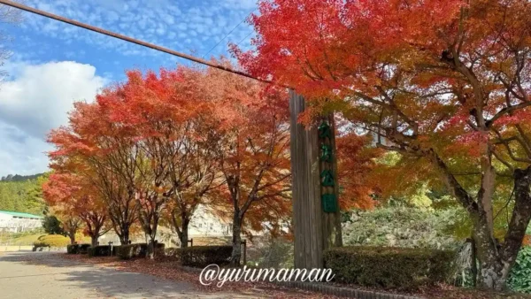 久万高原町・久万公園の紅葉並木。赤く染まった木々が並び、見頃を迎えた秋の風景。
