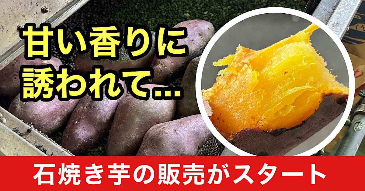 今治市まるひろで石焼き芋の販売がスタート｜サムネイル画像