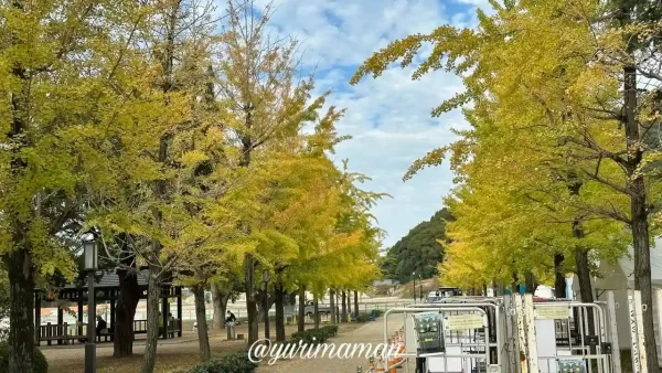 松山城のふもと堀之内公園に広がるイチョウ並木（紅葉シーズン2025）