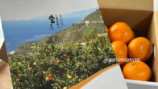 西宇和みかんのパンフレットと箱詰めみかん - ゆりママんブログ 西宇和みかんのパンフレットと箱詰めみかん