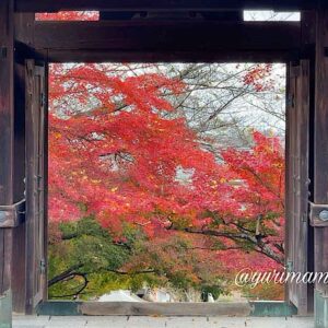 西条市「王至森寺」の紅葉｜サムネイル画像