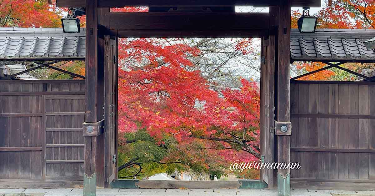 西条市「王至森寺」の紅葉｜サムネイル画像
