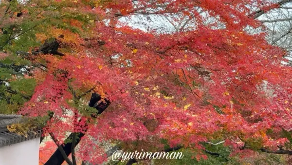 王至森寺のイチョウの木から金色の葉が舞う秋の景色 - ゆりママんブログ 王至森寺のイチョウの木から金色の葉が舞う秋の景色