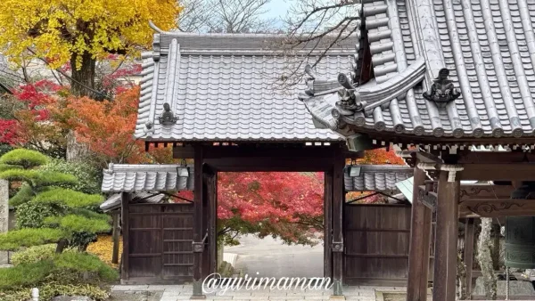 王至森寺の山門前に広がるもみじの紅葉風景(西条市)2 - ゆりママんブログ 王至森寺の山門前に広がるもみじの紅葉風景(西条市)2