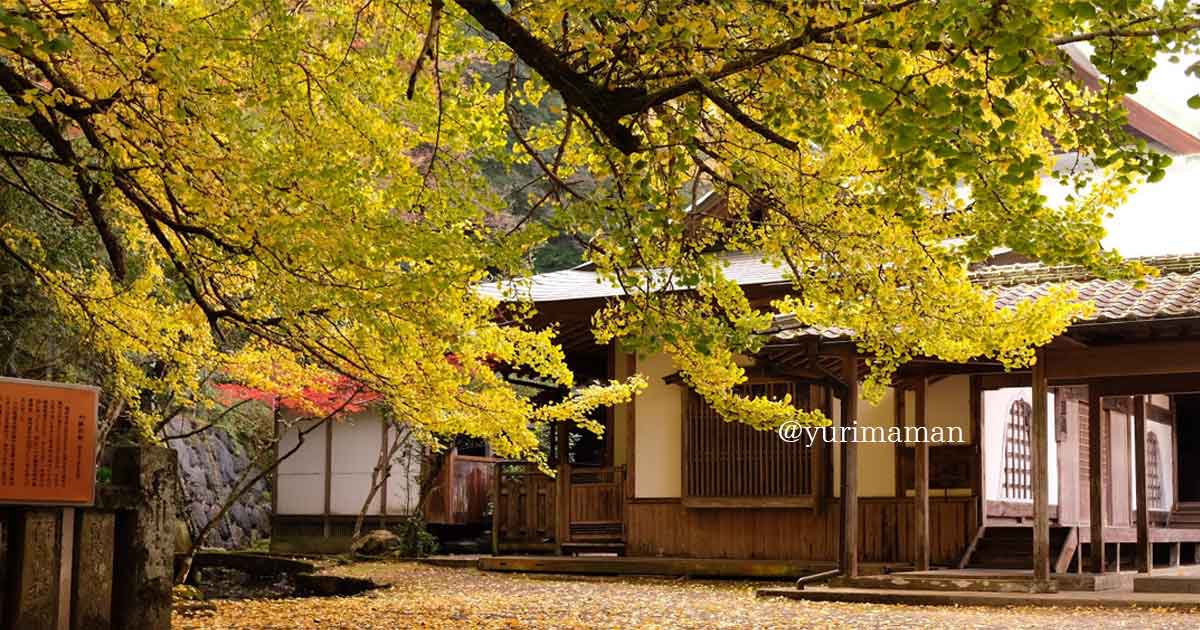 西条・新居浜の紅葉スポットまとめ｜瑞應寺の大イチョウ