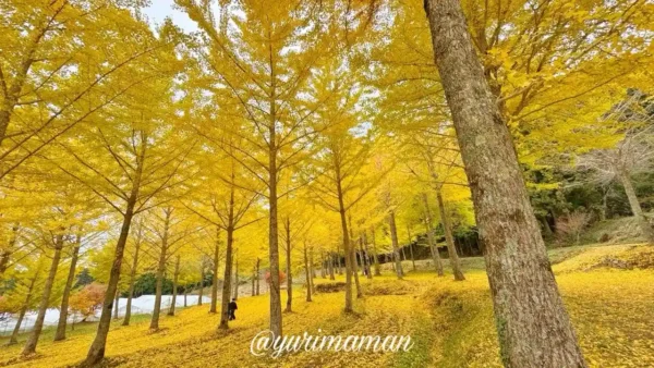 久万高原町・高野展望台のイチョウ並木。黄金色の葉が見頃を迎え、地面も黄色に染まる絶景。3