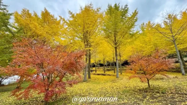 久万高原町・高野展望台のイチョウ並木。黄金色の葉が見頃を迎え、地面も黄色に染まる絶景。2