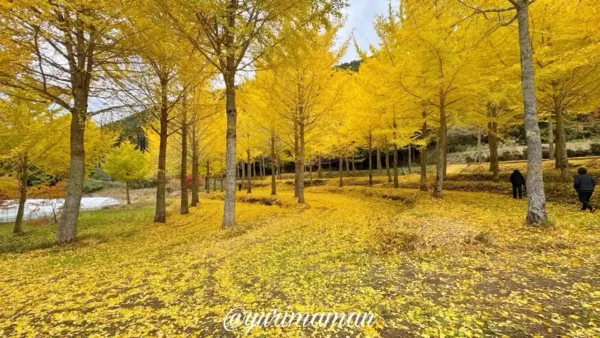 久万高原町・高野展望台のイチョウ並木。黄金色の葉が見頃を迎え、地面も黄色に染まる絶景。1