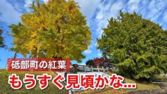 砥部町・陶祖ヶ丘の大イチョウが鮮やかに色づいた2025年の紅葉｜サムネイル画像