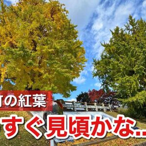 砥部町・陶祖ヶ丘の大イチョウが鮮やかに色づいた2025年の紅葉｜サムネイル画像