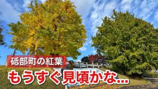 砥部町・陶祖ヶ丘の大イチョウが鮮やかに色づいた2025年の紅葉｜サムネイル画像