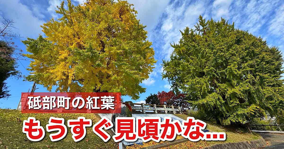 砥部町・陶祖ヶ丘の大イチョウが鮮やかに色づいた2025年の紅葉｜サムネイル画像