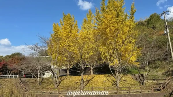 通谷池公園のイチョウの木が見事に紅葉（2025年）
