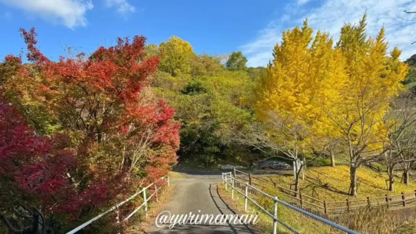 通谷池公園の遊歩道を覆う赤と黄色の紅葉。砥部町で紅葉が見頃を迎えた2025年11月の様子