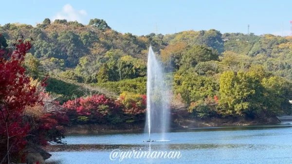 通谷池の湖畔に色づくモミジが並ぶ秋景色。水面に映る紅葉が美しい砥部町の2025年の紅葉状況