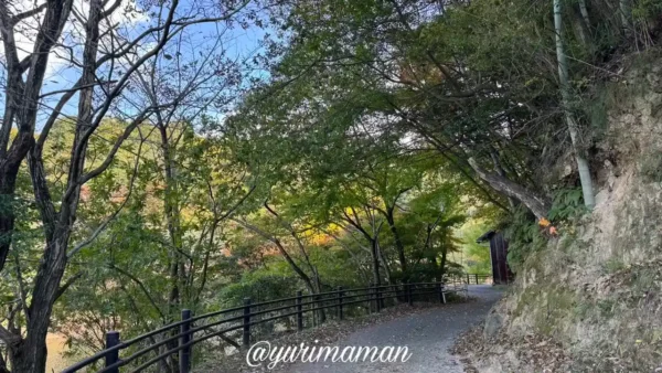 通谷池公園の遊歩道を覆うもみじのトンネルは紅葉していない様子（2025年）