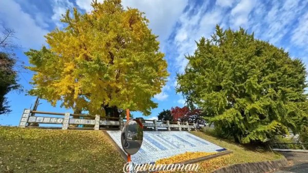 砥部町・陶祖ヶ丘の大イチョウが色づく秋景色。青空と黄色い葉のコントラストが美しい2025年11月の紅葉状況