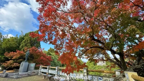 陶祖ヶ丘の真っ赤なモミジと砥部焼タイルの柵が映える紅葉風景。砥部町で楽しむ2025年の秋の景色