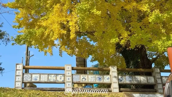 陶祖ヶ丘の大イチョウの落ち葉が広がる黄色い絨毯。秋晴れの中で撮影した2025年の紅葉の様子2