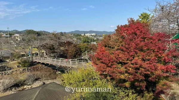 砥部町・衝上断層公園の吊り橋と紅葉