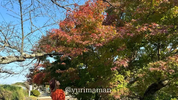 衝上断層公園の赤やオレンジに色づくもみじ
