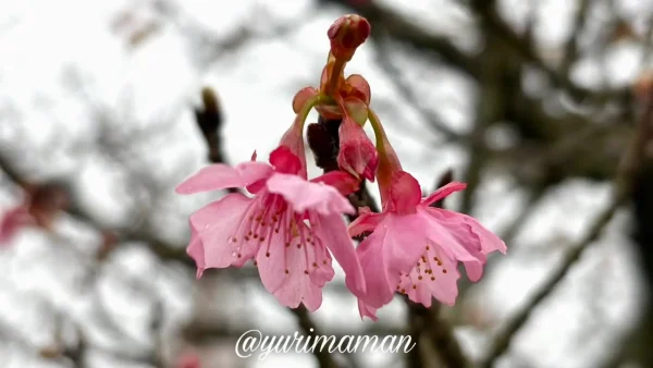 2025年12月24日に野間馬ハイランドで確認した咲き始めのカワヅザクラ2