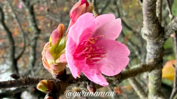 2025年12月24日に野間馬ハイランドで確認した咲き始めのカワヅザクラ1