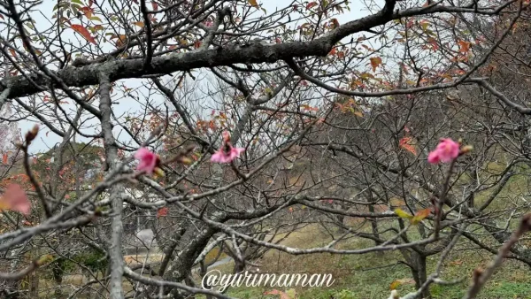 愛媛県今治市の野間馬ハイランドで12月下旬に咲き始めたカワヅザクラ1