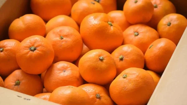 木村チェーン田所店「木村祭」のみかん箱売りイメージ画像 - ゆりママんブログ 木村チェーン田所店「木村祭」のみかん箱売りイメージ画像