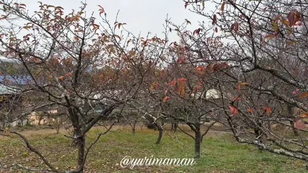 愛媛県今治市の野間馬ハイランドで12月下旬に咲き始めたカワヅザクラ2