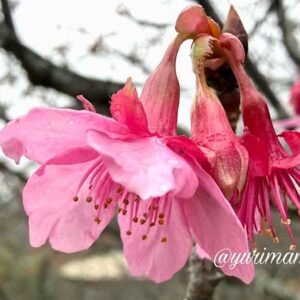 愛媛県今治市の野間馬ハイランドで12月下旬に咲き始めたカワヅザクラ｜サムネイル画像