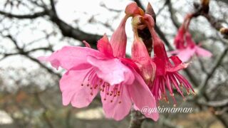 愛媛県今治市の野間馬ハイランドで12月下旬に咲き始めたカワヅザクラ｜サムネイル画像