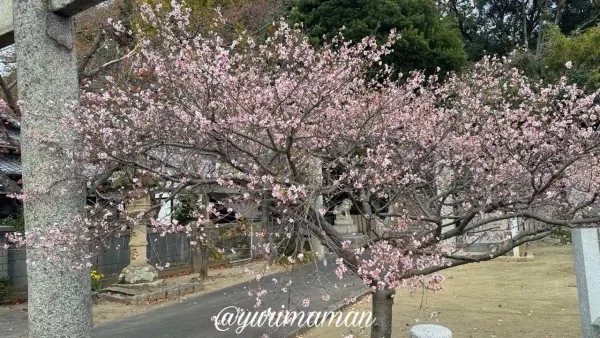 吉田金刀比羅神社の境内で12月に満開になった桜のようなピンクの花の木全体の様子1 - ゆりママんブログ 吉田金刀比羅神社の境内で12月に満開になった桜のようなピンクの花の木全体の様子1