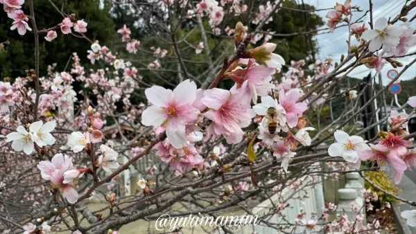 吉田金刀比羅神社の境内で12月に満開になった桜のようなピンクの花の木全体の様子2 - ゆりママんブログ 吉田金刀比羅神社の境内で12月に満開になった桜のようなピンクの花の木全体の様子2