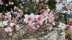 12月に松山市北吉田町・吉田金刀比羅神社で咲いている桜のような花｜サムネイル画像