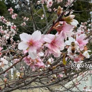 12月に松山市北吉田町・吉田金刀比羅神社で咲いている桜のような花｜サムネイル画像