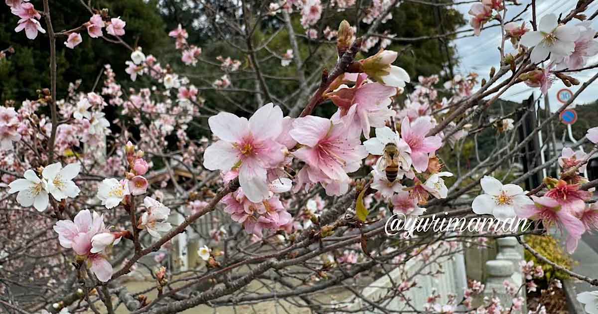 12月に松山市北吉田町・吉田金刀比羅神社で咲いている桜のような花｜サムネイル画像
