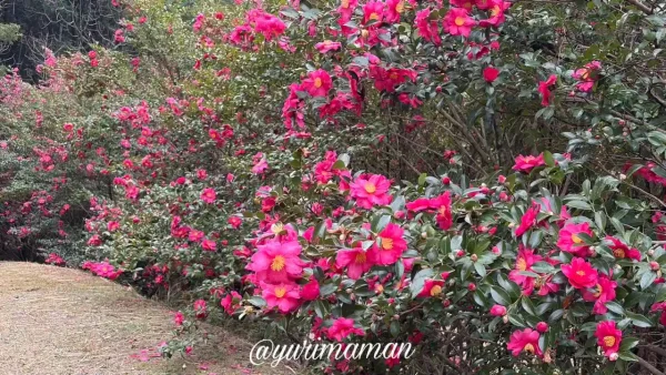 藤山健康文化公園で散った山茶花の花びらが足元に広がるピンクの絨毯1 - ゆりママんブログ 藤山健康文化公園で散った山茶花の花びらが足元に広がるピンクの絨毯1
