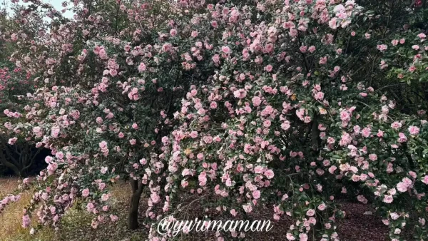 西条市の船屋乙緑化地帯で満開を迎えた山茶花がピンクの壁のように咲く様子2 - ゆりママんブログ 西条市の船屋乙緑化地帯で満開を迎えた山茶花がピンクの壁のように咲く様子2