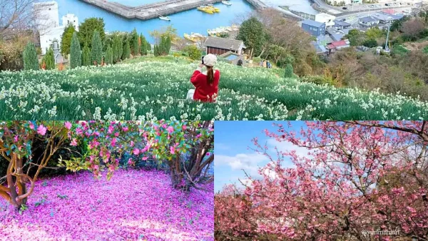 1月の愛媛で山茶花や水仙、河津桜を楽しめる花のお出かけイメージ - ゆりママんブログ 1月の愛媛で山茶花や水仙、河津桜を楽しめる花のお出かけイメージ